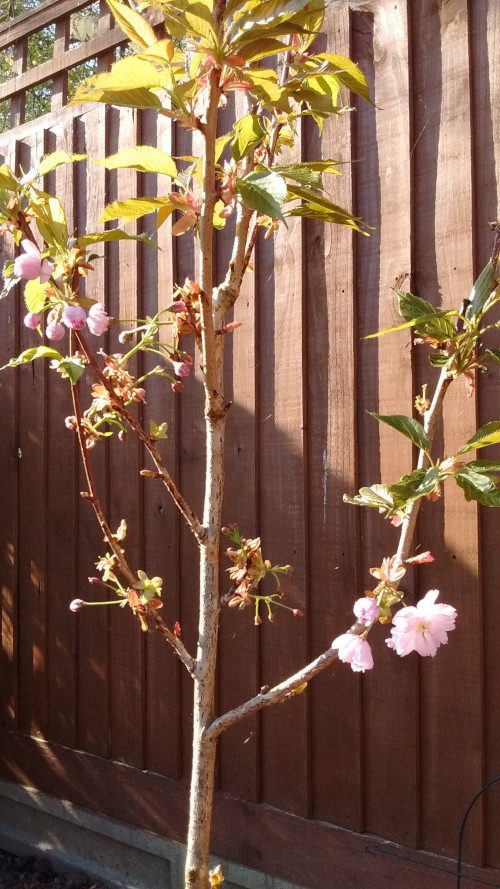 First Cherry Blossoms