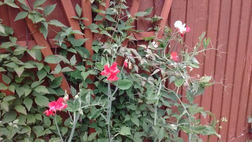 The first sweet peas are beginning to flower