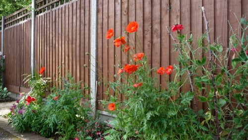 Poppies in the front border