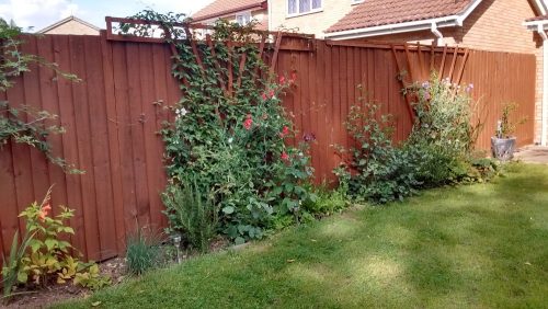 The back garden in August