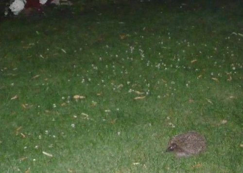 Hedgehog in the garden