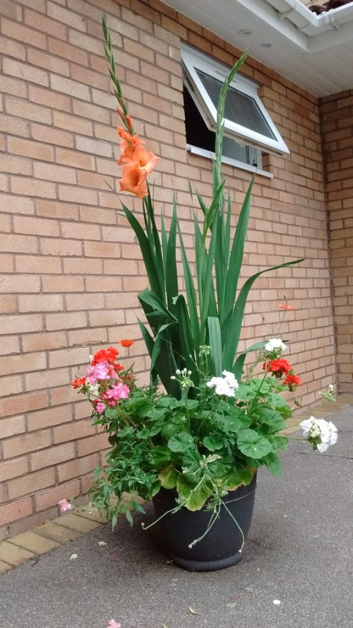 Click to enlarge planter in August