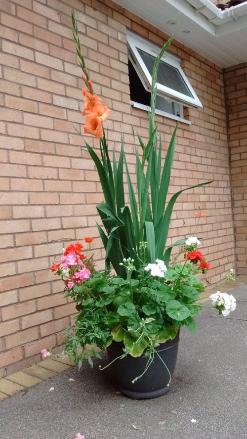 planter in August