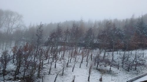 Throssel trees in snow