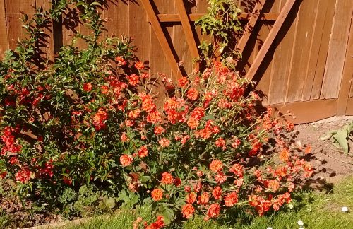 Geum in full flower