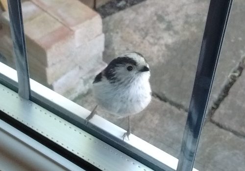 long-tailed tit