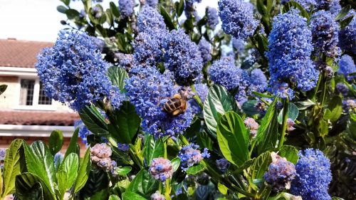 bee on california lilac