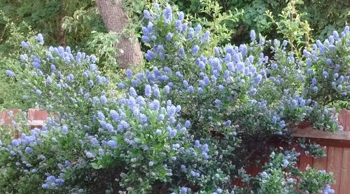 california lilac 2020