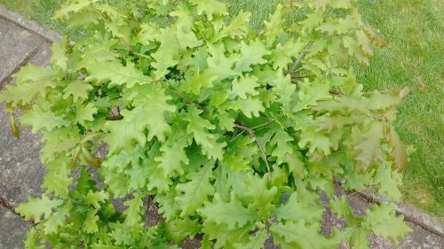 fresh oak leaves