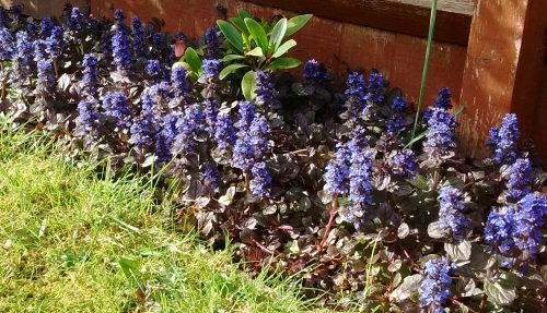 purple flowers