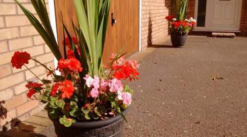 geraniums in planters