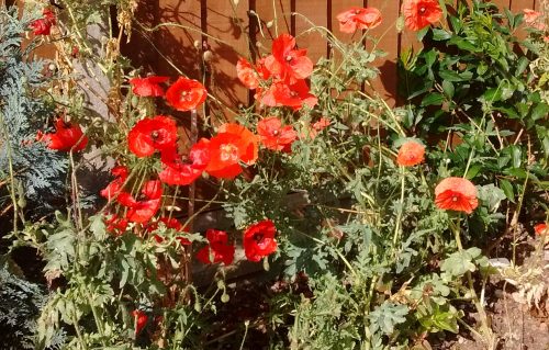 poppies in the front border