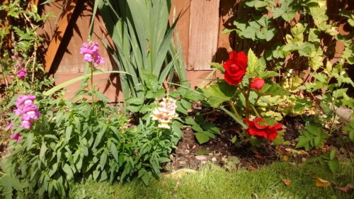 Begonias and Snapdragons