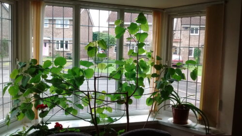 The Bodhi Tree in the Common Room