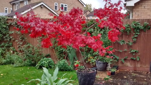 Acer in Autumn