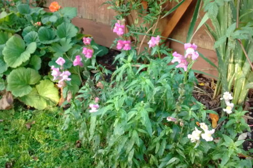 November Snapdragons