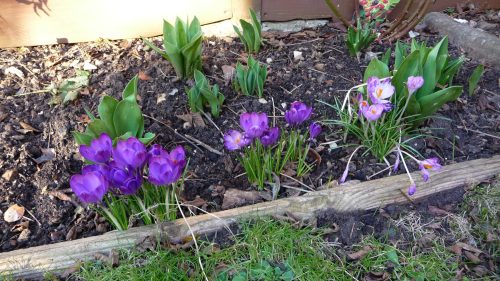 Crocuses in the back garden