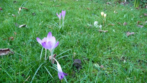 Crocuses in the lawn