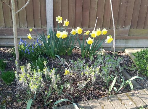 Spring Bulbs March 2022