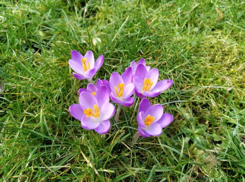 Crocuses in the lawn 2023