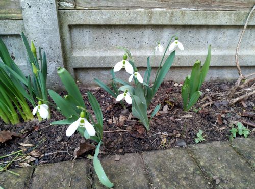 Snowdrops in the front border 2023