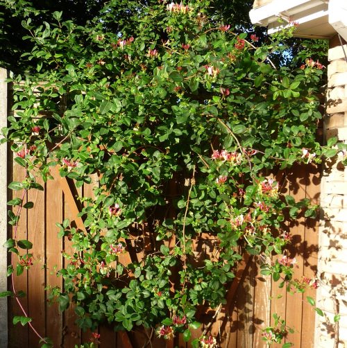 Honeysuckle in the front border