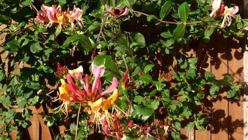 Honeysuckle flowers