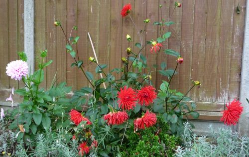 Dahlias in the front border