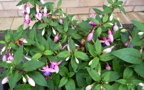 Fuchsias outside the front door