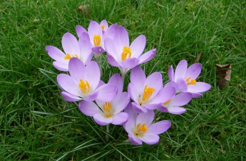 Crocuses in the back lawn