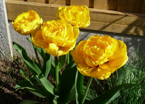 Click to enlarge Yellow tulips in the back garden April 2025
