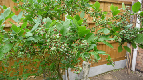 Click to enlarge blueberries