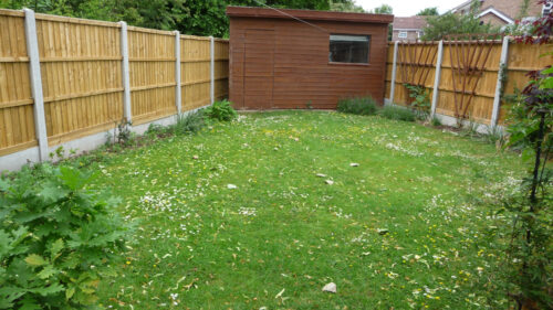 Click to enlarge Buttercups and daisies on the back lawn