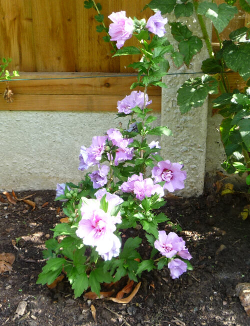 Hibiscus in full flower