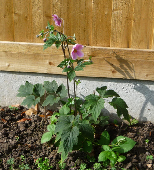 Japanese Anemone in the back garden