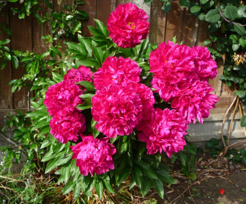 Click to enlarge Peony June 2025
