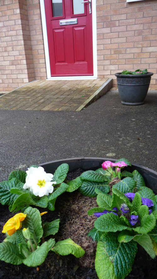 Click to enlarge Primroses in front of the temple