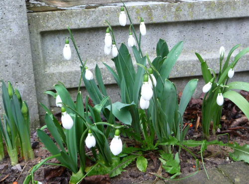 Click to enlarge Snow drops in late January