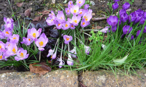 Crocuses in the temple garden