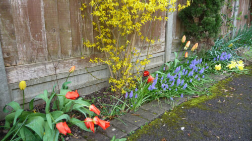Click to enlarge Spring colours in the front border