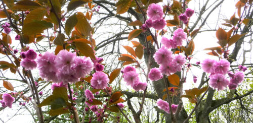 Cherry blossoms in the front border