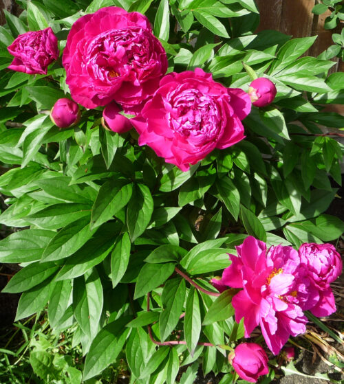 Peonies in the front border