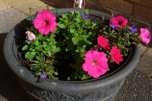 Petunias and Lobelias by the front door