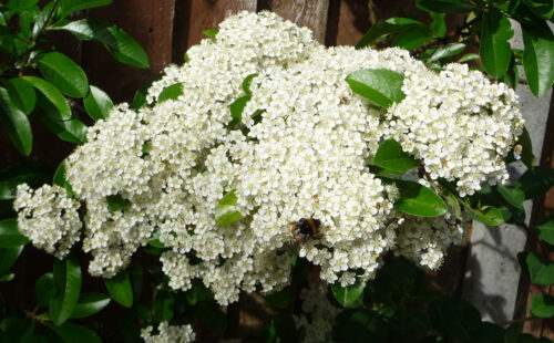 The pyracantha in full flower