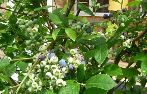 Click to enlarge Blueberries