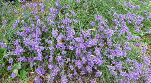 Click to enlarge Lavender