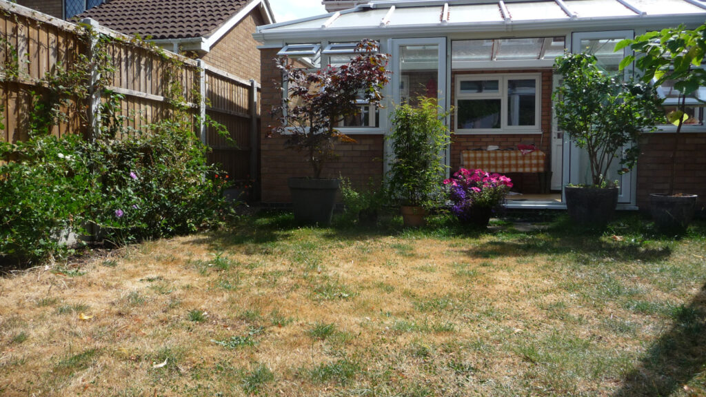 Click to enlarge Parched lawn