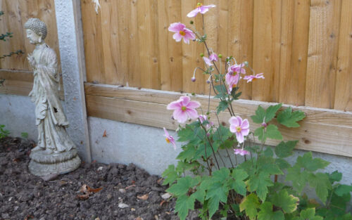 Click to enlarge Japanese Anemone in the back border